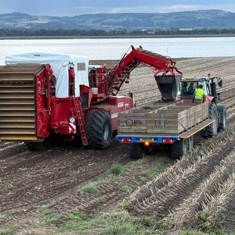 potato farm scotland