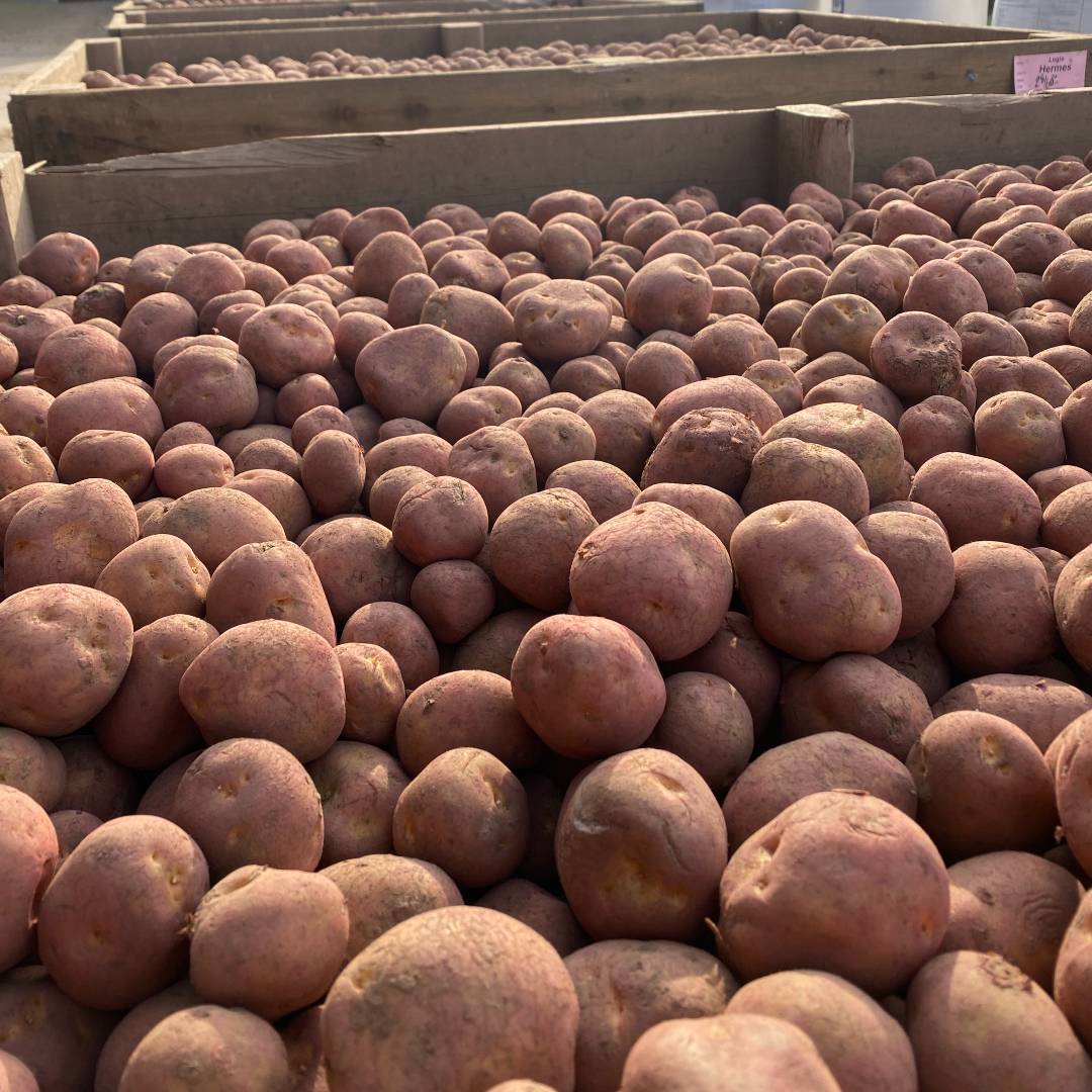 potato farm scotland