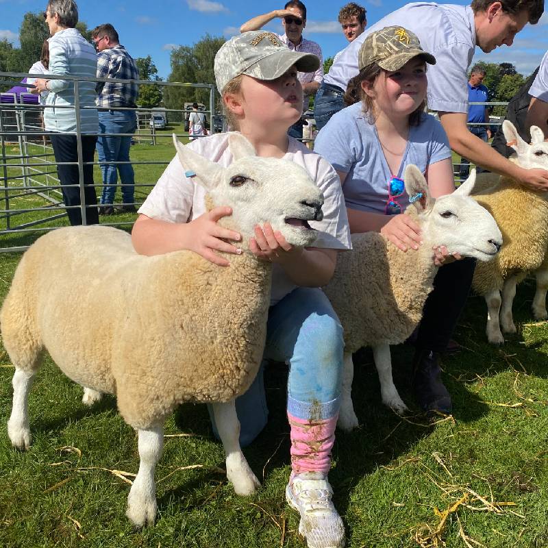 prize sheep scotland