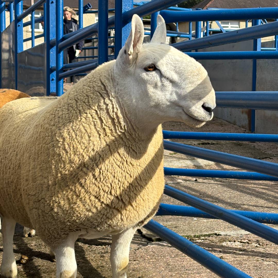 prize sheep scotland